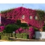 Bougainvillea on the facade of the house