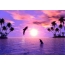 Dolphins in the sea, sunset