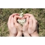 Zemra e duarve, lule