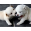 White puppies