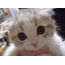 Kitten with blue eyes