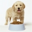 Puppy with food
