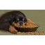 Bowl with food, dog