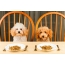 Dogs at the table, food in the plates