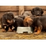 Puppies eat from one bowl.
