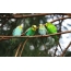 Papagaji na veji