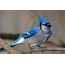 Blue bird on branch