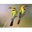 Hummingbirds ant šakos
