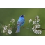 Mėlyna paukštis filiale