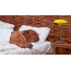 Dogue de Bordeaux sleeping in bed