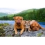 Picture desktop Bordeaux dogs
