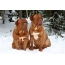 Bordeaux dogs on the snow