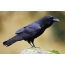 Photo crows