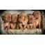 Dog Bordeaux puppies