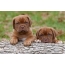 Dog Bordeaux puppies on the desktop