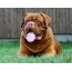 Picture desktop Bordeaux dogs