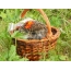 Hedgehog in a basket