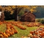 House, pumpkin