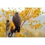 Hawk on tree