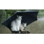 Cats under the umbrella