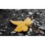 Yellow leaf on the ground