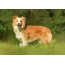 Red border collie