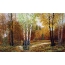 Painted picture of the autumn forest