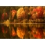 Nature autumn on the desktop