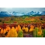 Very beautiful picture of autumn on your desktop