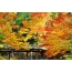 Picture of autumn trees