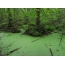 Green swamp