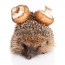 Hedgehog with mushrooms