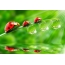 Ladybugs on a green background