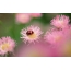 Ladybug, pink nga mga bulak