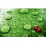 Ladybugs on a green leaf