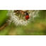 Ladybug sa dandelion