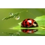 Ladybug, green leaf, water