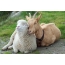 Hugs sheep and goat