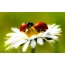 Screensaver on the desktop ladybug on a green background