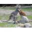 Hugs kangaroo
