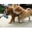 Funny puppies