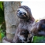 Cool sloth