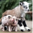 Goat and piglets