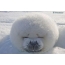 Funny seal