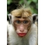 Monkey with red lips