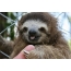Funny sloth