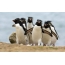 Śmieszne pingwiny