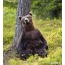 Funny bear