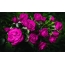 Lilac վարդեր
