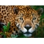 Գեղեցիկ jaguar